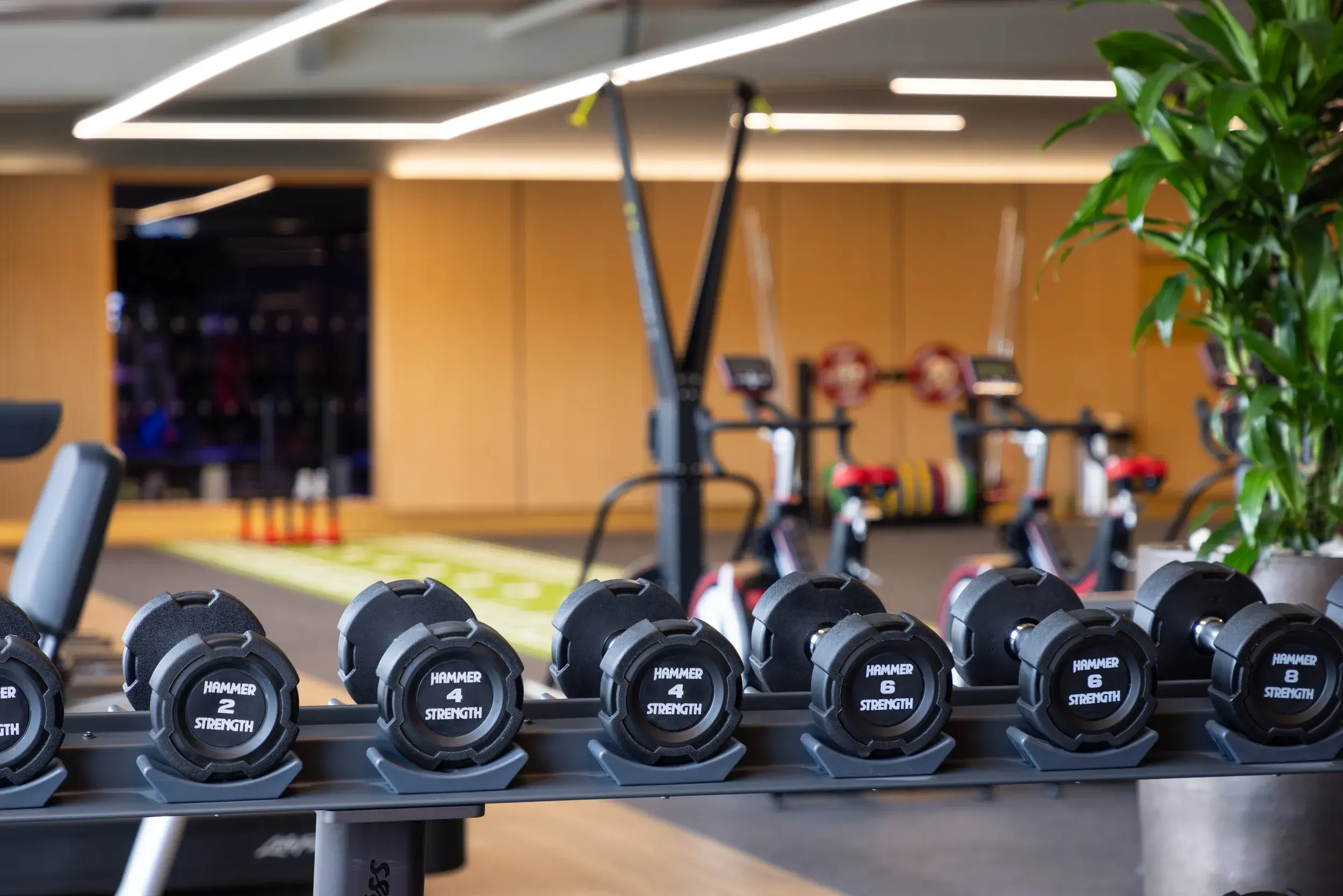 Dumbells and ski pulls